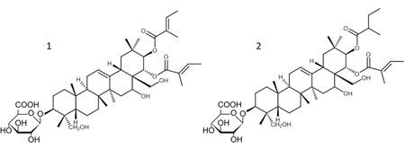 Chemical structures of hSGLT inhibitors gymnemic acid V (1) and gymnemic acid XV (2)