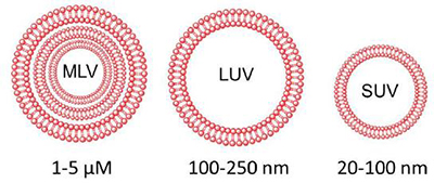 Figure 1: Classification of liposomes based on size and lamellarity.