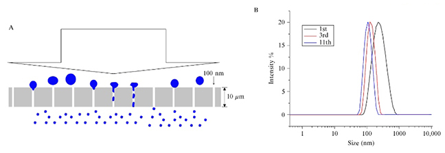 Figure 2. Forming unilamellar liposomes of the defined size by extrusion through a defined pore membrane filter. (A) Schematic representation of the extrusion process. (B) Graph reflecting uniformity of size via repeated passages of the liposomes through the membrane.