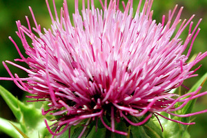 A natural remedy for brain metastasis