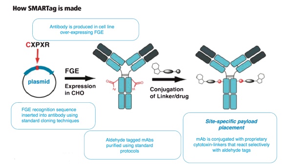 SMARTag technology allows a more uniform drug-antibody ratio to be achieved, offers the ability to direct the sites of attachment more accurately
