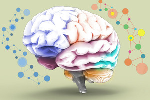 A thyroxine derivative enhances brain drug delivery