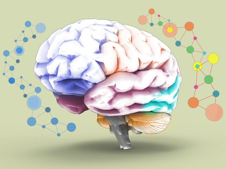 A thyroxine derivative enhances brain drug delivery