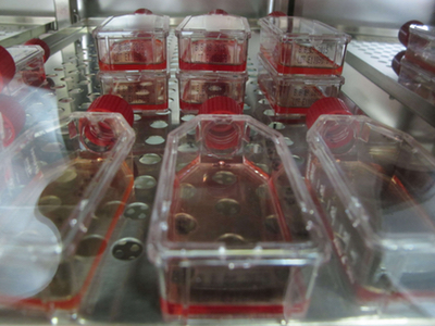 ACIB and GE Healthcare establish cell line engineering collab
