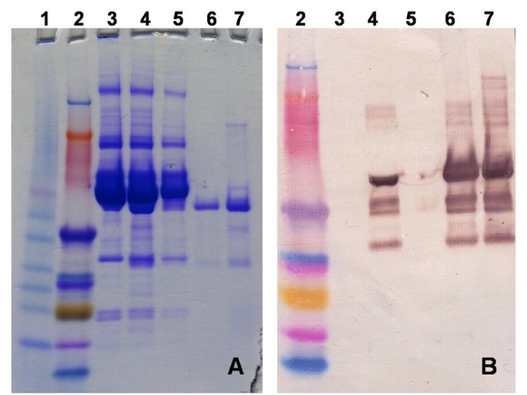 Affinity purification for fewer bottlenecks