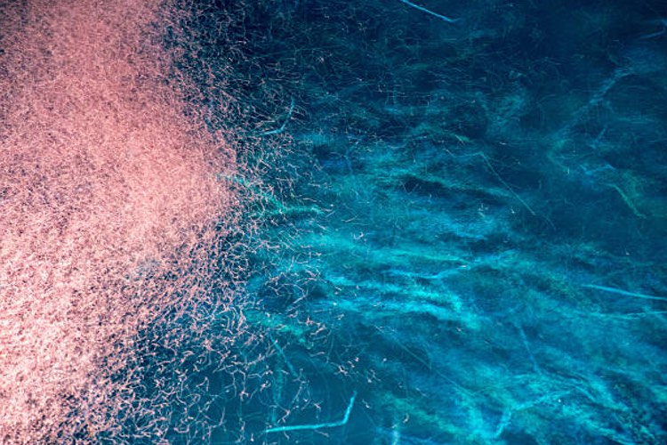 Aker BioMarine and Acasti Pharma enter krill oil supply agreement