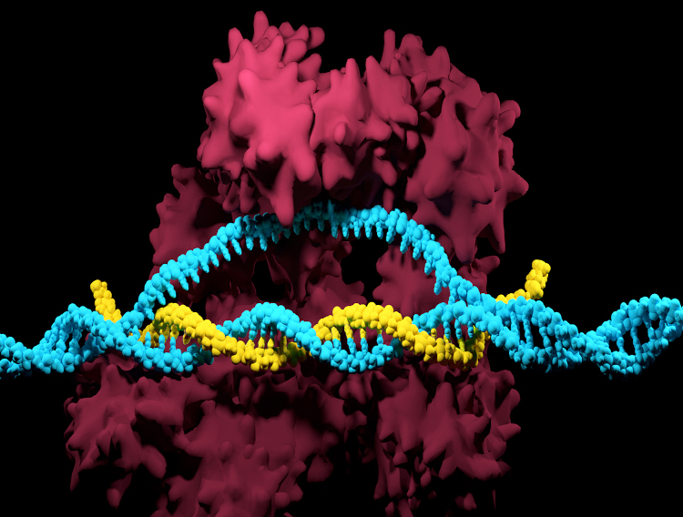 Aldevron launches CRISPR RNP manufacturing service