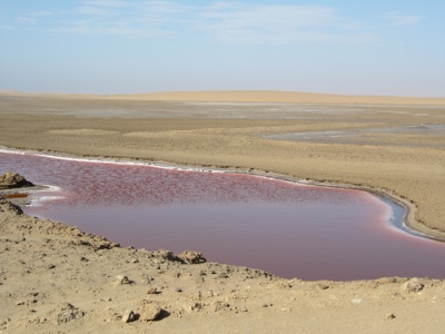 Algae research paves way for renewable carbon-negative source of medicines