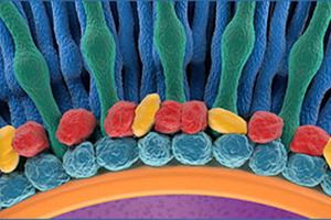 Alithea Genomics launches early access program for MERCURIUS 1536 DRUG-seq