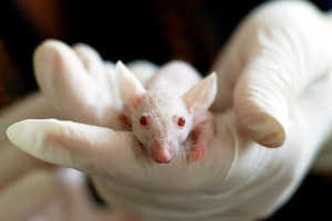 Animal testing still being 'unnecessarily' utilised by a majority of R&D organisations, survey reveals