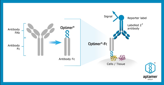 Aptamer launches reagent solution for immunohistochemistry