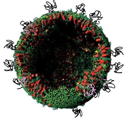 Artes Biotechnology and Burnet Institute join forces to develop novel hepatitis C vaccine