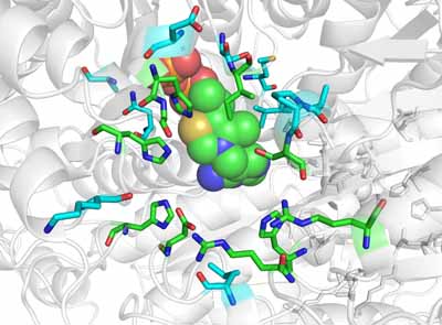 Model of the Transketolase enzyme showing detail of the active site. Picture courtesy of the UCL BiCE programme