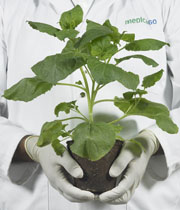 Following incubation in a greenhouse for about six days, the tobacco plant leaves produce substantial amounts of VLPs