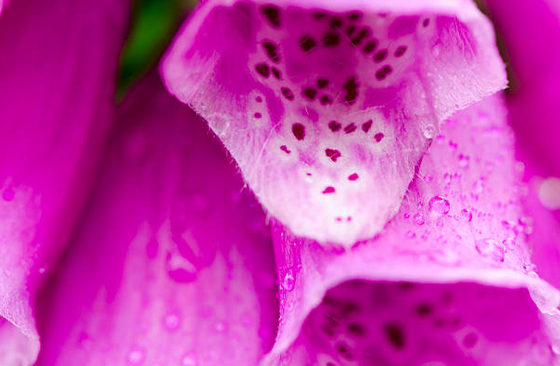 Digoxin is a toxic by-product of foxglove flowers