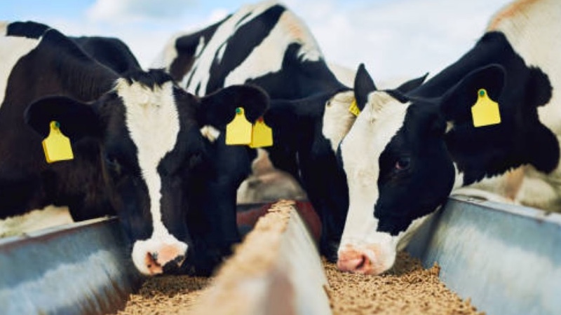 Australian beef and dairy industry welcomes registrations for tri-solfen