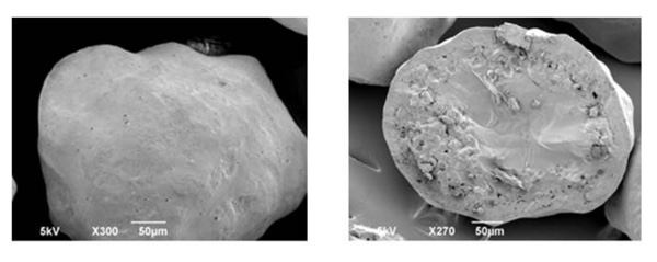 Figure 7: SEM photos of sustained release pellets (sectional view)