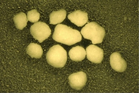 Figure 4: Lactose granules (light microscope, magnification: 50x)