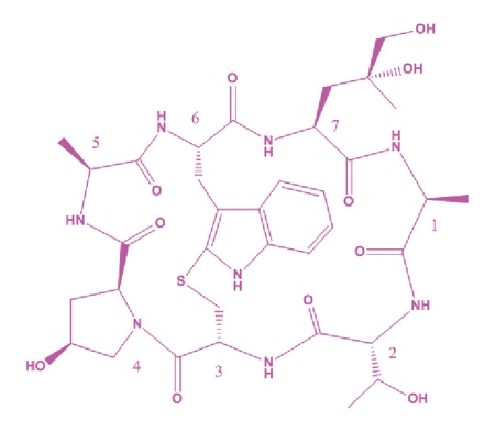 Figure 3: Phalloidin – a bicyclic peptide toxin