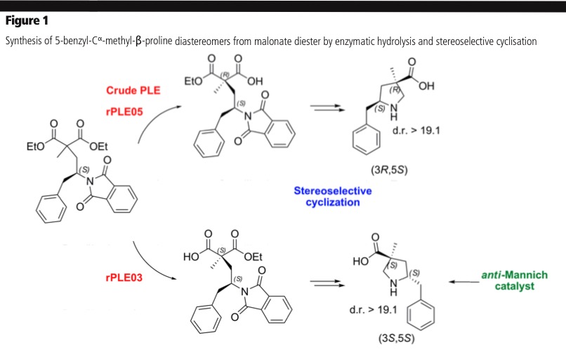 Biocatalytic access to a novel class of Mannich catalysts
