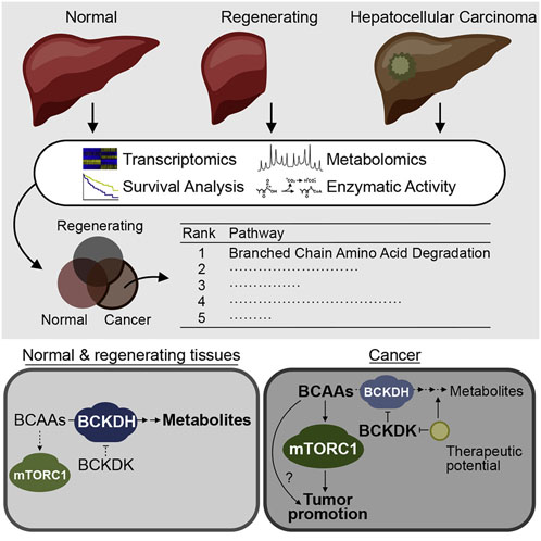 Branched-chain amino acids found to regulate the development and progression of cancer