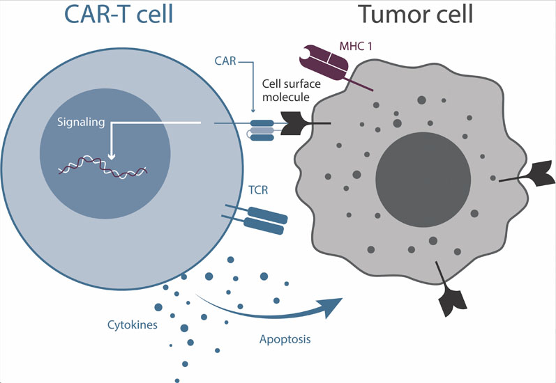 Figure 1: Cartoon depiction of a CAR-T cell interacting with a cancer cell