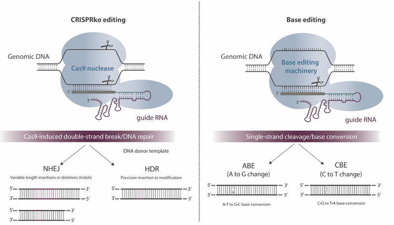 Figure 2: Overview and potential outcomes of CRISPR-Cas9-mediated genome editing and base editing