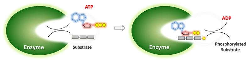 Enzymicals biocatalysts for straightforward synthesis of phosphorylated metabolites
