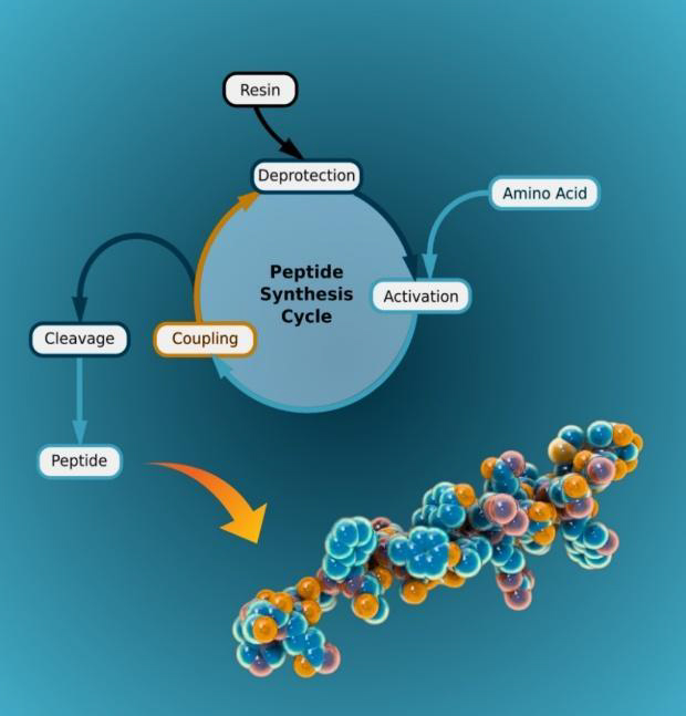 Evaporation and lyophilization for converting RP-HPLC peptide fractions into stable powders