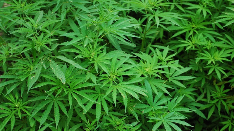 First plant-derived cannabinoid prescription gains FDA approval