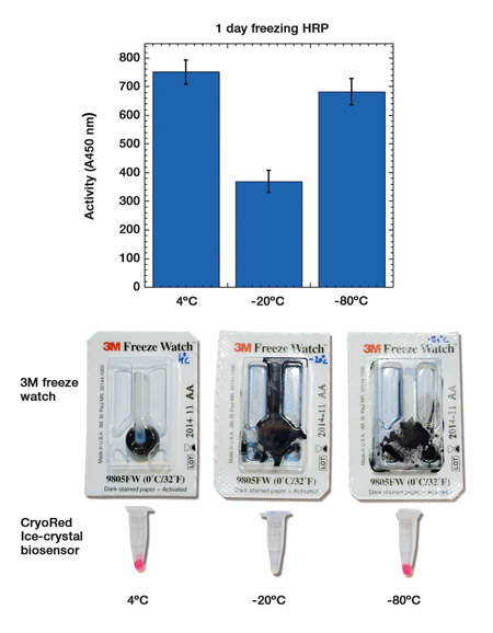 Figure 2: Side by side comparison between CryoRed and a conventional freeze temperature indicator. It is not the freezing event per se that has an adverse effect on protein activity but rather the rate of freezing and the type of ice-crystals that are formed as a result. Here, CryoRed is able to differentiate between an antibody-conjugate that has been frozen to –20°C and suffered freeze damage and the same product that has been frozen to –80°C and has not