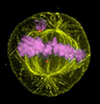 Fixed HeLa cells imaged using the Applied Precision DV Elite system by Paul Andrews, Wellcome Trust Biocentre, University of Dundee, UK