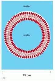 Drawing of a small spherical liposome seen in cross section<br>Source: Alberts B, Johnson A, Lewis J, et al. Molecular Biology of the Cell. 4th edition. New York: Garland Science; 2002