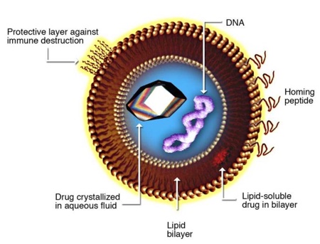 Figure 2: Liposomal design for drug delivery<br>Source: Torchilin, VP “Multifunctional Nanocarriers.” Adv Drug Deliv Rev 2006 Dec; 58 (14): 1532-55 doi: 10.1016/j.addr.2006.09.009