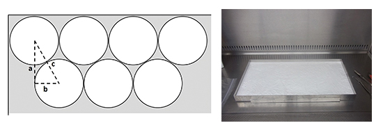 Fig. 1 left: Section of a typical freeze dryer shelf with hexagonal packing of vials showing a grey area of dead space<sup>1</sup>. Basic trigonometry allows the volume not used to be calculated considering vial dimensions, nominal vial wall thickness of about 1 mm and known shelf specifications of pilot or production freeze dryers. 20-30% of shelf space is not used. Fig. 1 right: A bulk freeze dried process intermediate in a bulk stainless steel tray in a non-sterile GMP environment