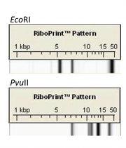 Figure 5: Banding patterns generated from automated ribotyping after digestion with EcoRI and PvuII