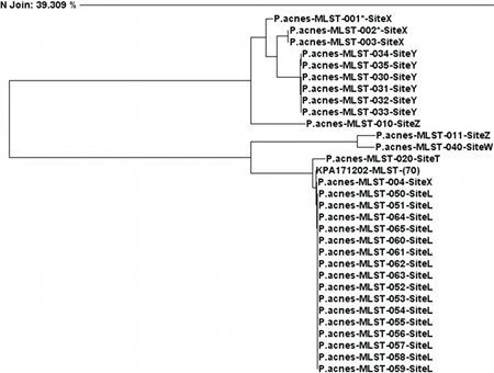 Figure 6: Phylogenetic tree for P. acnes based on MLST combined gene targets