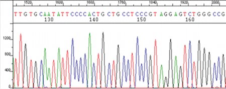 Figure 3: DNA sequencing chromatogram