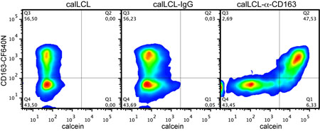 Figure 3: Effect of CD163-targeting on uptake and release of liposomal calcein in CHO K1 cells expressing human CD163. Image cytometric analysis of liposomal calcein release in a co-culture of CD163+ and CD163- CHO K1 cells. After gating in nucleus-stain area versus nucleus-stain intensity, cells were re-plotted in a scatter plot showing CD163 fluorescence (from antibody Mac2-158-CF640N) versus calcein fluorescence