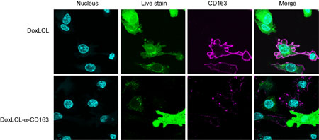 Figure 4: Cell viability analysis of CD163-positive cells after treatment with CD163-targeting Doxil, using the FluoView FV10i confocal laser scanning fluorescence microscopy system. Co-cultures of CD163+ and CD163- CHO K1 cells were incubated with either Doxil (doxLCL) or DoxLCL-a-CD163 (a-human CD163 antibody KN2/NRY) for 24h and subsequently incubated with calcein-AM viability stain (green). Cells were also exposed to CF640N-labelled a-CD163 antibody (magenta)
