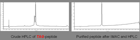 Figure 4: HPLC analysis of 36-amino acid peptide purified using cleavable TAG