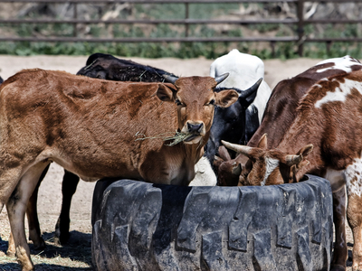 The use of antimicrobials in livestock is thought to increase antimicrobial resistance, leading to so-called 