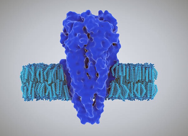 Metrion acquires rights to potassium channel inhibitors 