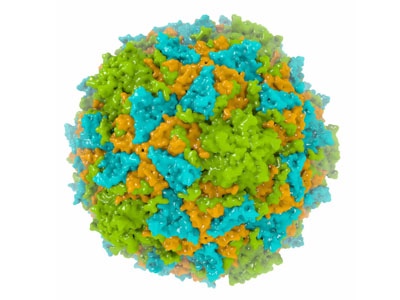 New synthetic polio vaccine candidate visualised at the atomic scale at Diamond