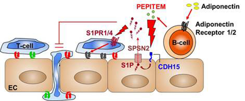 An illustration of the pathway which modulates the migration of T-cells (white blood cells) from the blood stream into body tissues