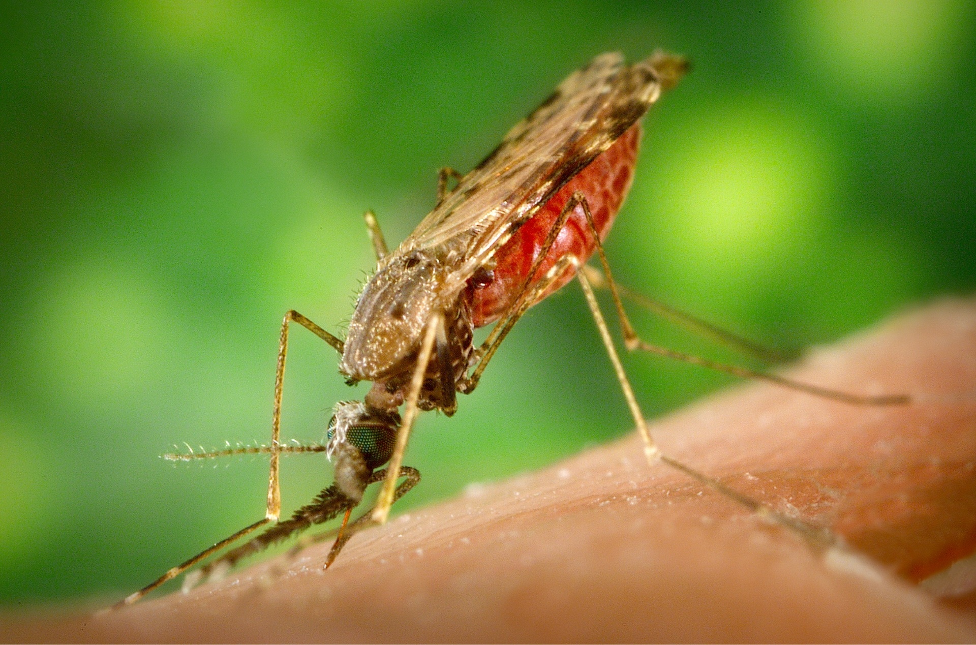 Novartis and MMV move to Phase III study to treat uncomplicated malaria