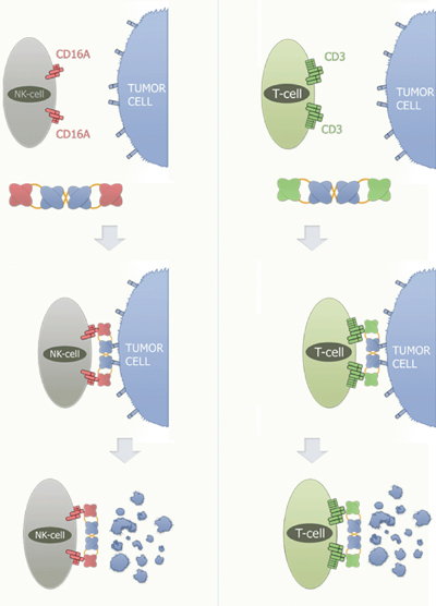 Figure 1: Mode of Action of Affimed TandAbs recruiting NK-cells/T-cells<br>Illustration courtesy of Affimed
