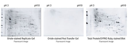 Figure 2: The new protocol ensures that all the protein is successfully transferred from the 2-DE gel to the western blot membrane