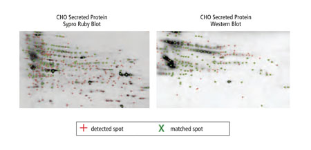 Figure 3: Image analysis is used to detect individual spots on the SYPRO Ruby and western blots, with the overlay demonstrating the fraction of total protein effectively bound (detected) by the antibody. This is then used to calculate a coverage estimate (%)