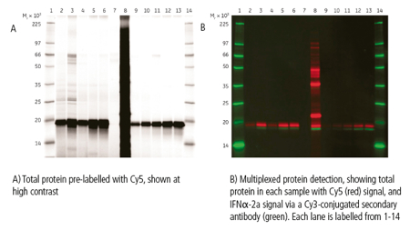Figure 5: Western blot confirming the purity and identify cytokine IFNα-2a, using the Amersham WB system